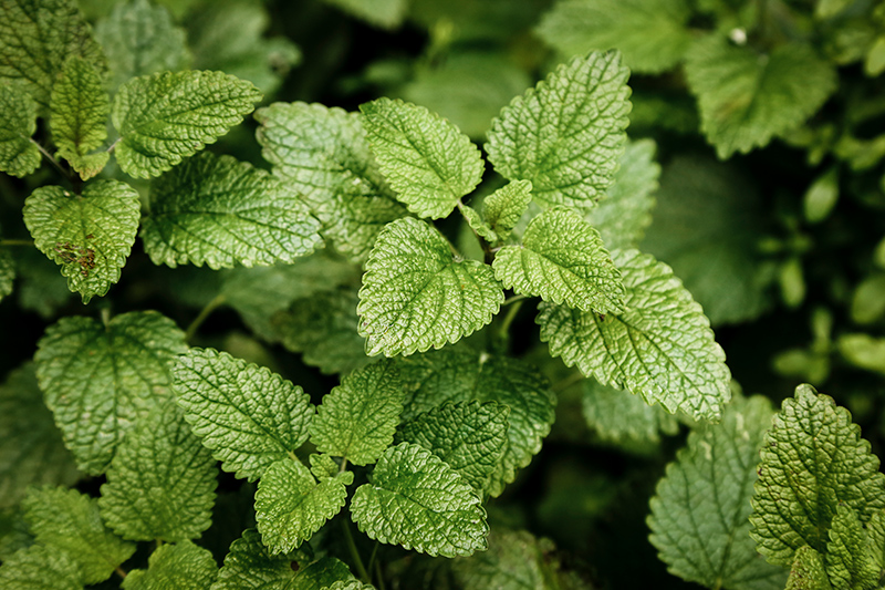 menta tea fogyókúra fogyás gyomorhuruttal