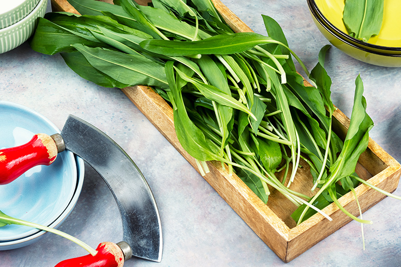 medvehagyma egy tálban