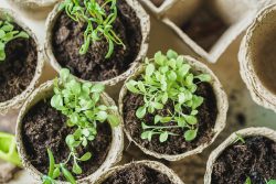 palánták kis cserépben